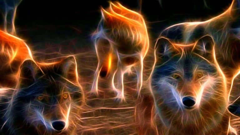 WolfPack Kodi Add-On